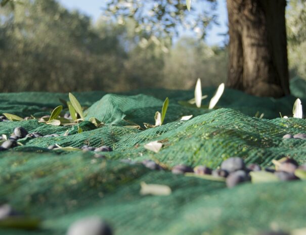 paros-olive-oil-tour-visitng-olive-groves-harvested-ripe-olives-