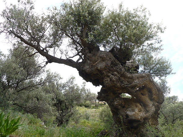 paros-olive-oil-tour-olive-groves-old-olive-tree-paros
