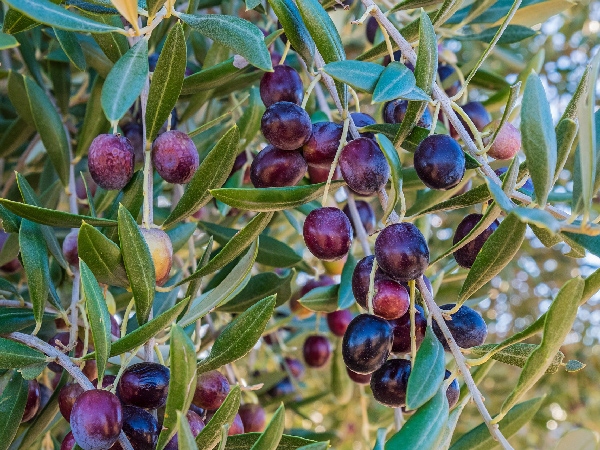 paros-olive-oil-tour-wild-olive-trees-ripe-olives
