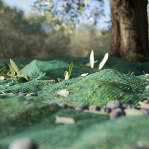 paros-olive-oil-tour-visitng-olive-groves-harvested-ripe-olives-