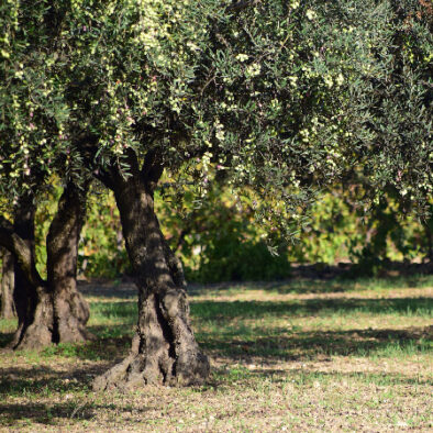 paros-olive-oil-tasting-wine-picinic-and-olive-grove-tour